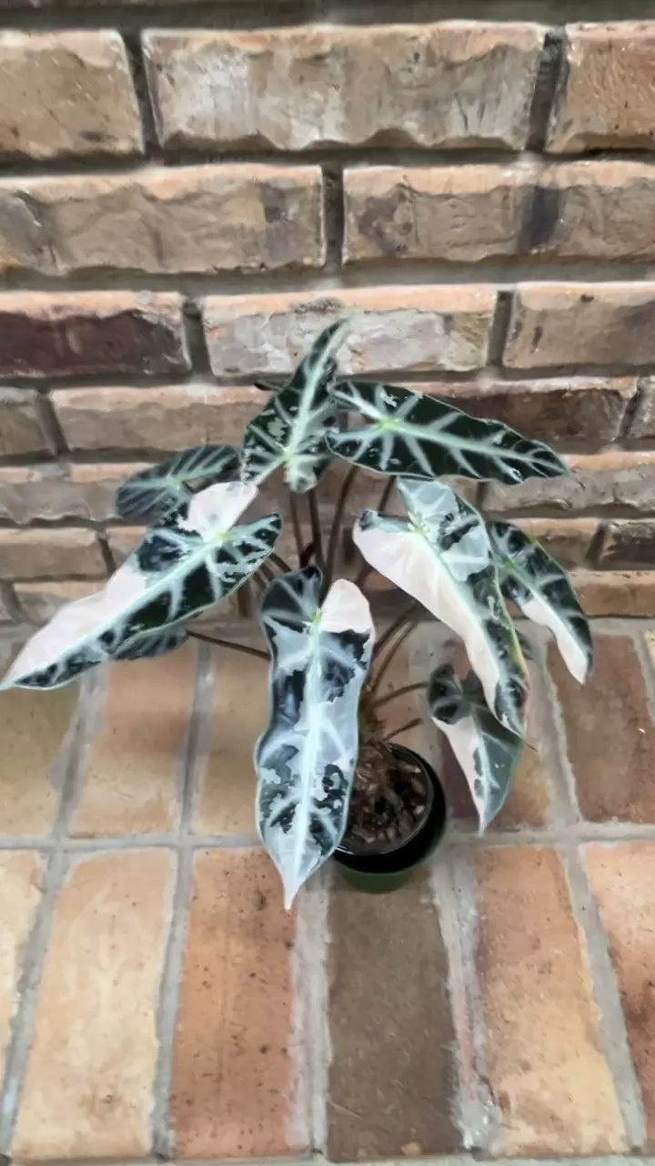 plant/Alocasia Pink Bambino-3