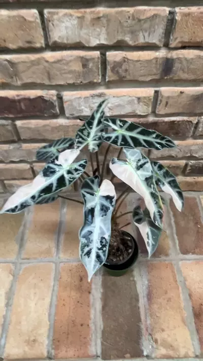 plant/Alocasia Pink Bambino-3-thumbnail