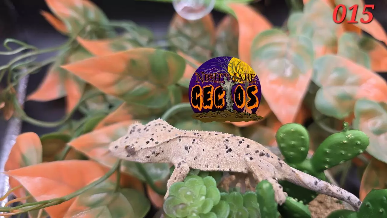 plant/015. Super Dalmation Ink blot Poss Oil Spot SPG X Cheese-0