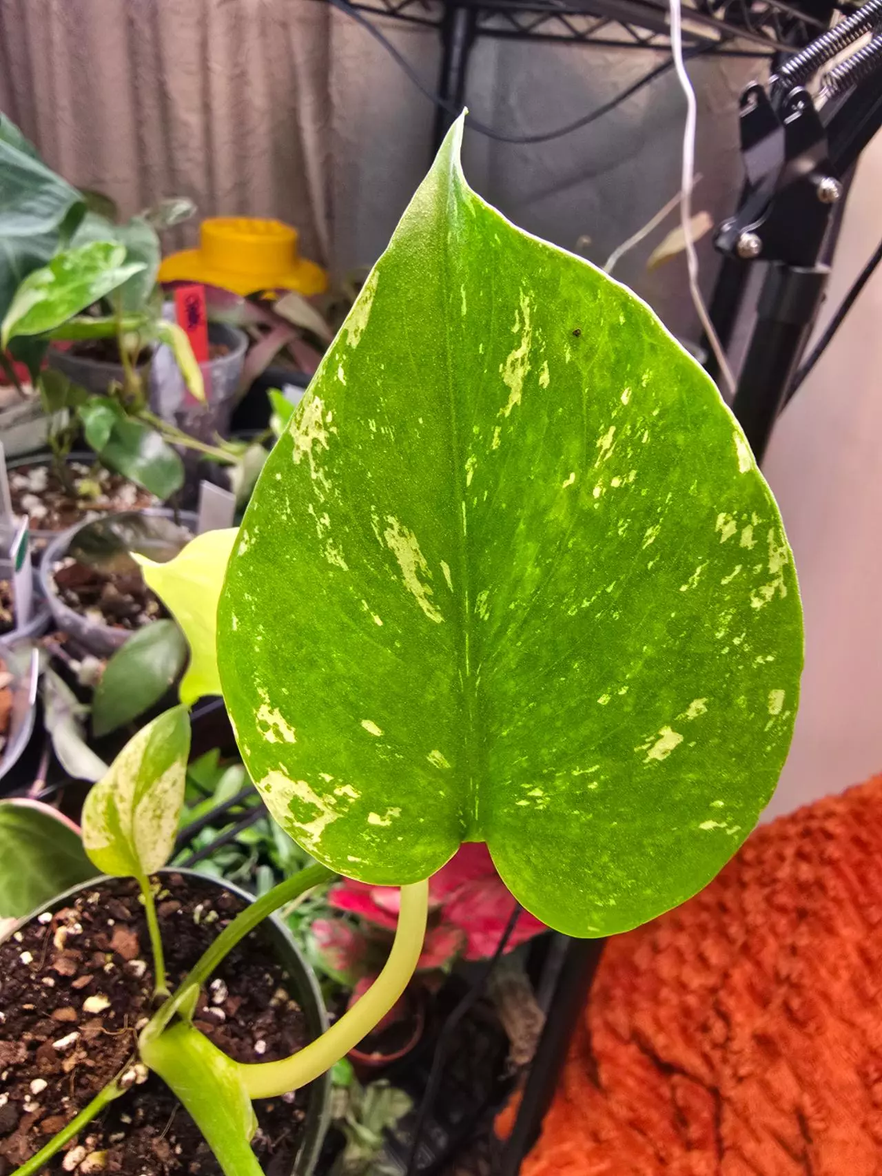 plant/Mint Monstera 3.5 inch pot-5