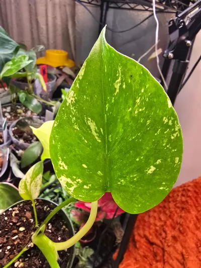 plant/Mint Monstera 3.5 inch pot-5-thumbnail