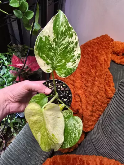 plant/Mint Monstera 3.5 inch pot-0-thumbnail