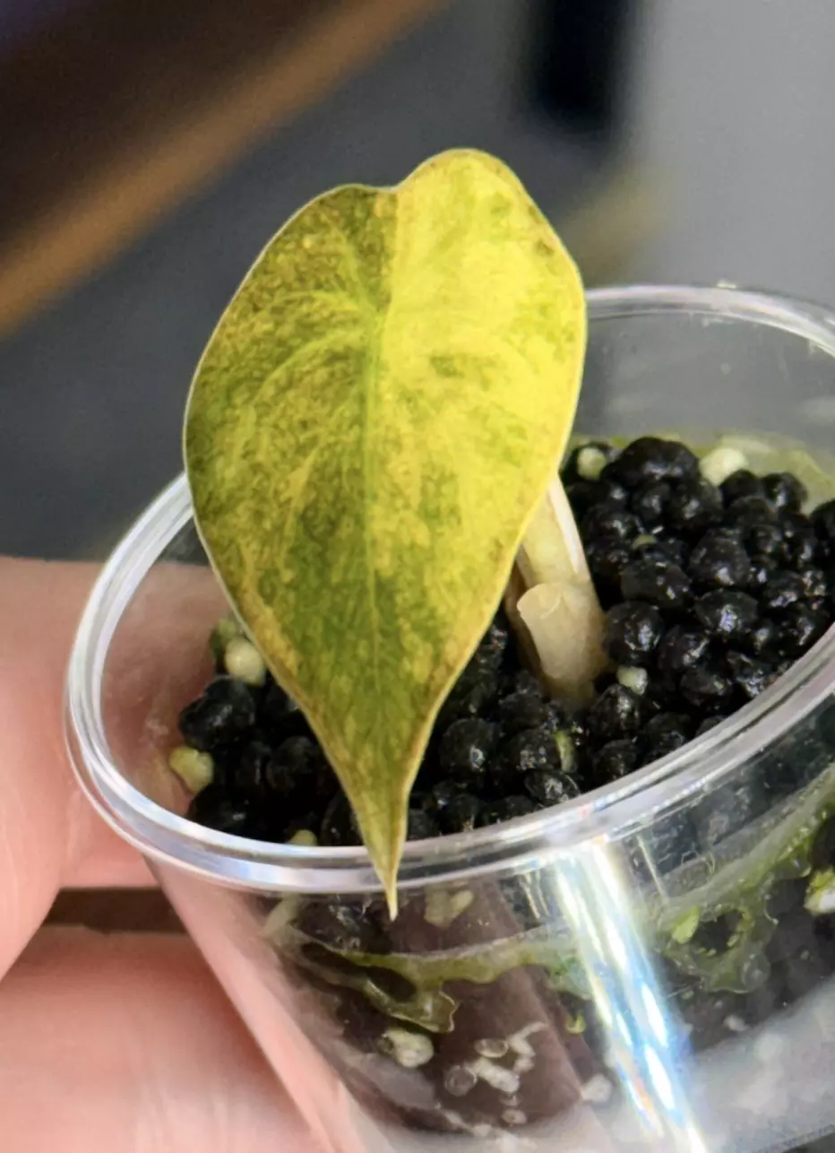 plant/alocasia wentii aurea variegated-0