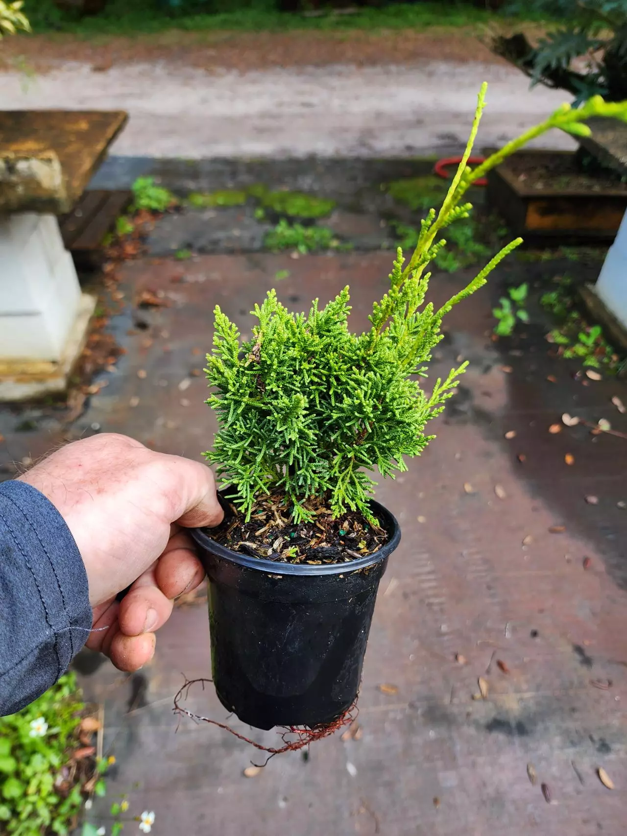 plant/Kishu Juniper in a 4" pot ( growers choice)-0