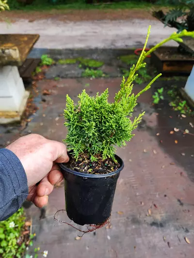plant/Kishu Juniper in a 4" pot ( growers choice)-0-thumbnail