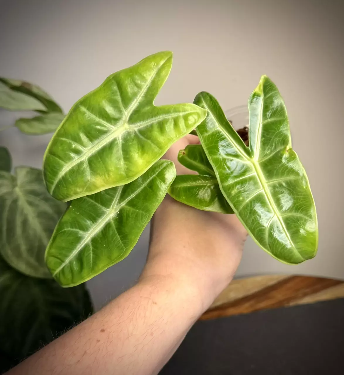 plant/Alocasia Longiloba 2 in pot-0