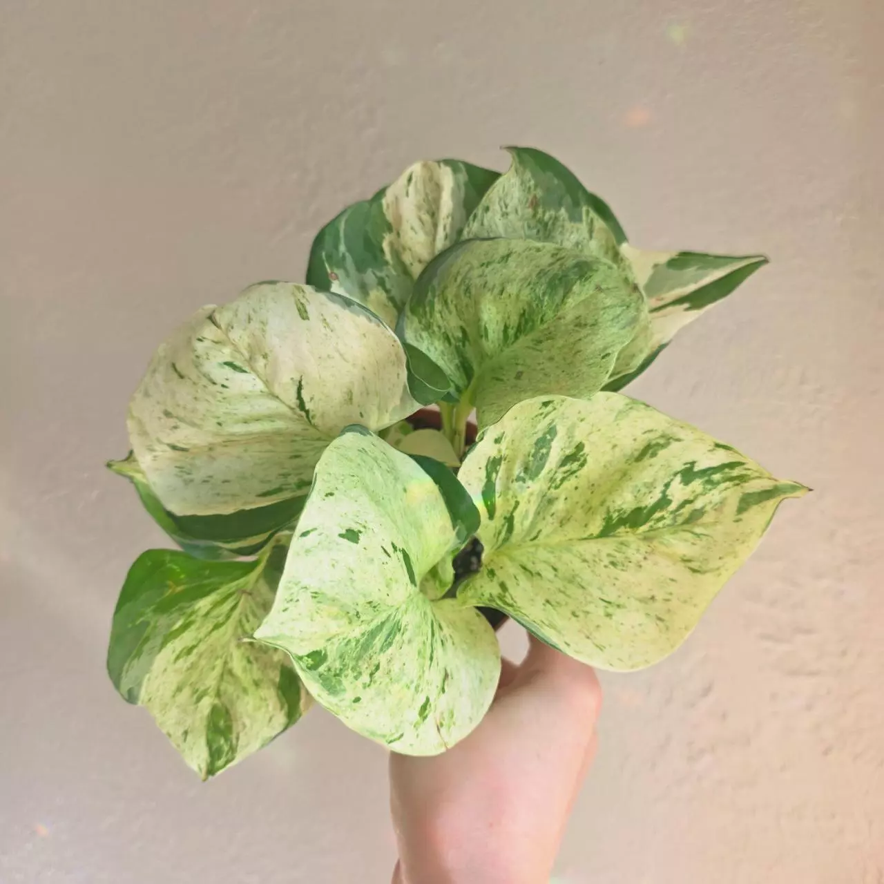 plant/4" Manjula Pothos-0
