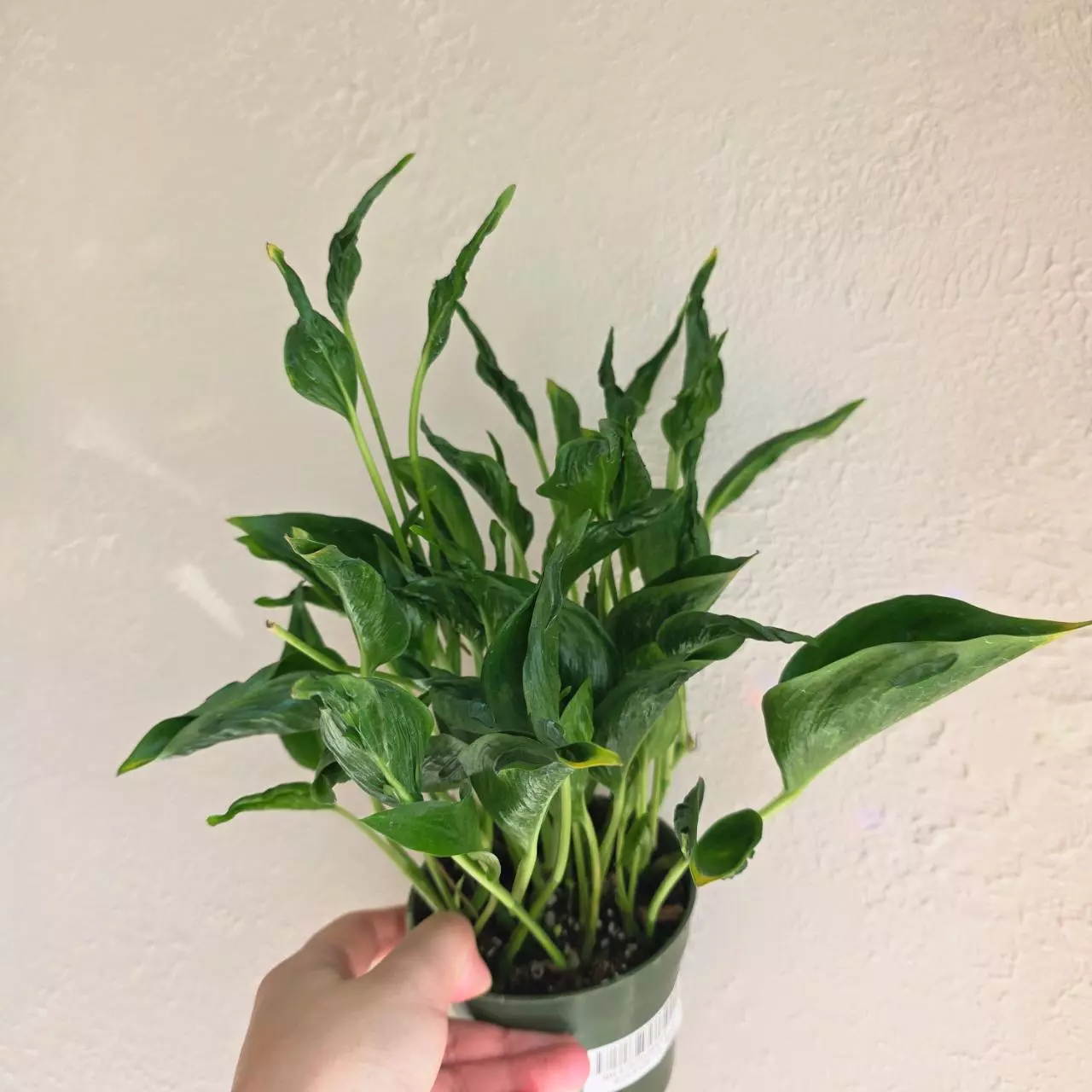 plant/Shangri la pothos-0