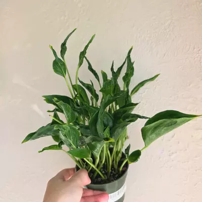 plant/Shangri la pothos-0-thumbnail