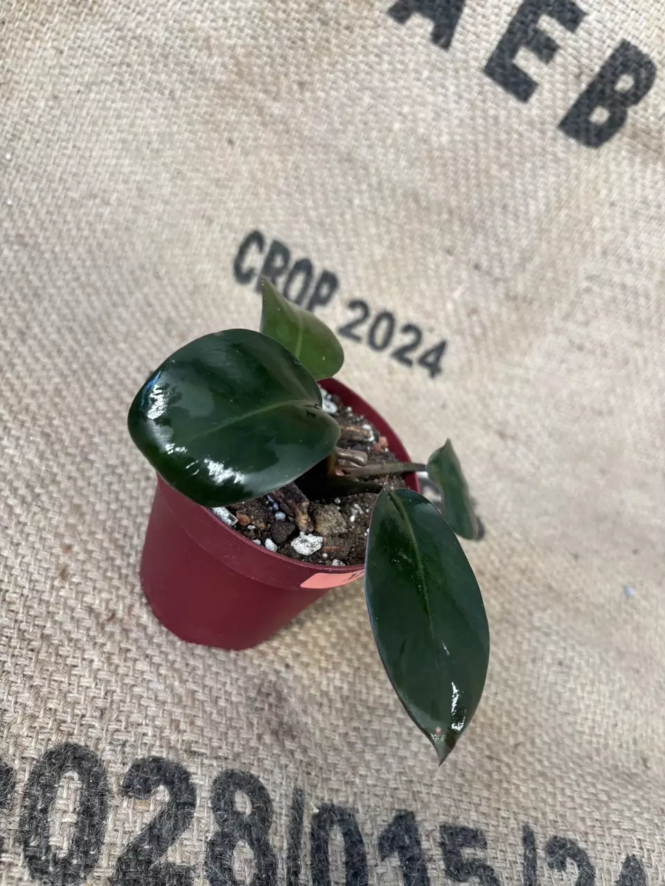 plant/Philodendron NOID-1