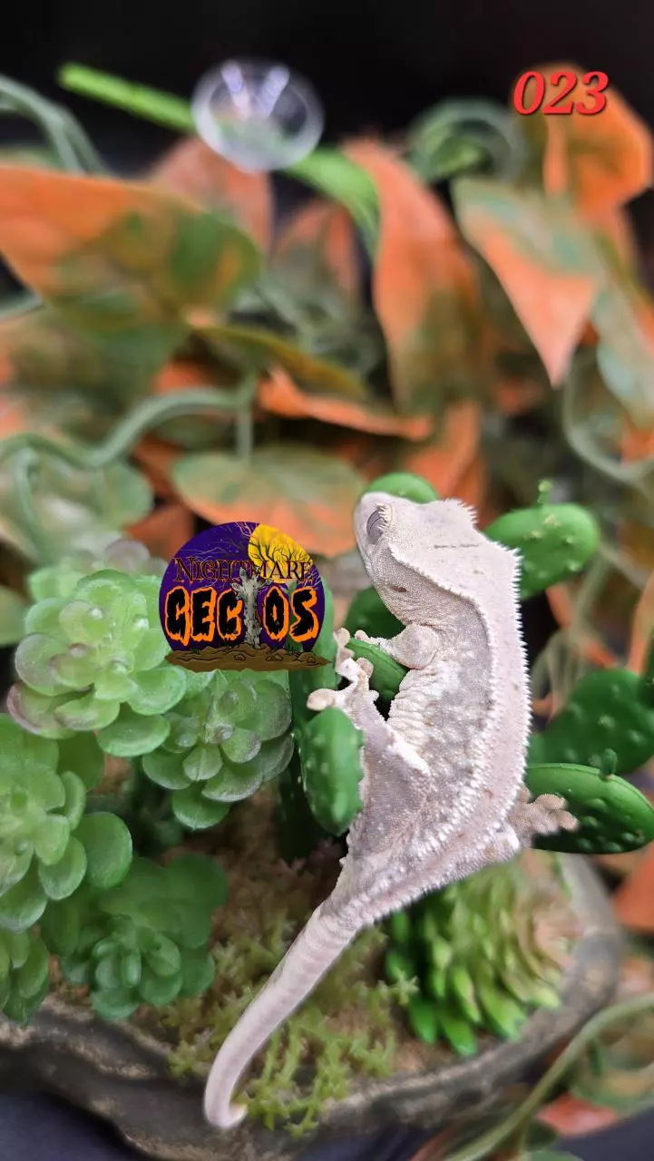 plant/024. LILLY White lavender Base OG X ToadButt-2