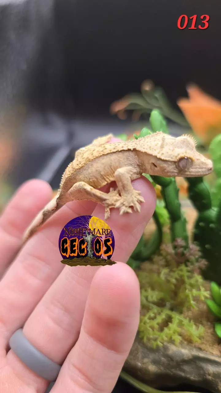 plant/013. Phantom Pinstripe Brindle Puff X Baba Yaga-0