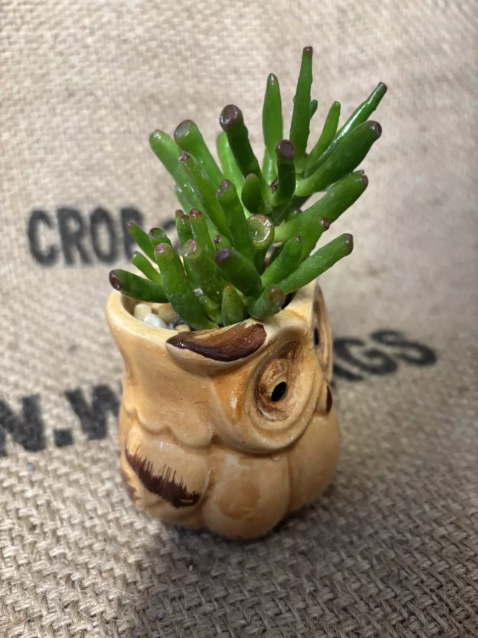plant/Gollum Jade in Owl Pot-1
