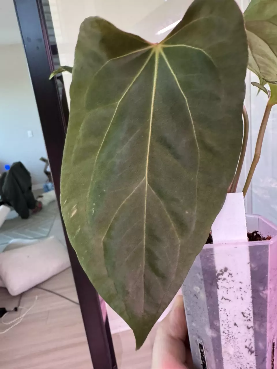 plant/Dark Phoenix x Dorito Port-0