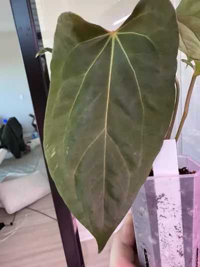 plant/Dark Phoenix x Dorito Port-0-thumbnail