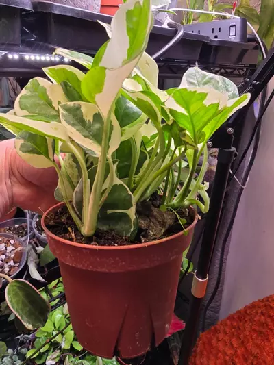 plant/Pearls and Jade Pothos 4 inch-2-thumbnail