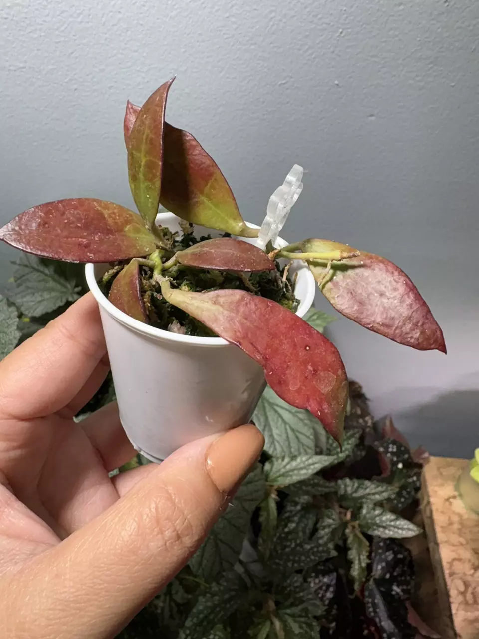 plant/Hoya Walliniana Sunstressed  (Rooted)-0