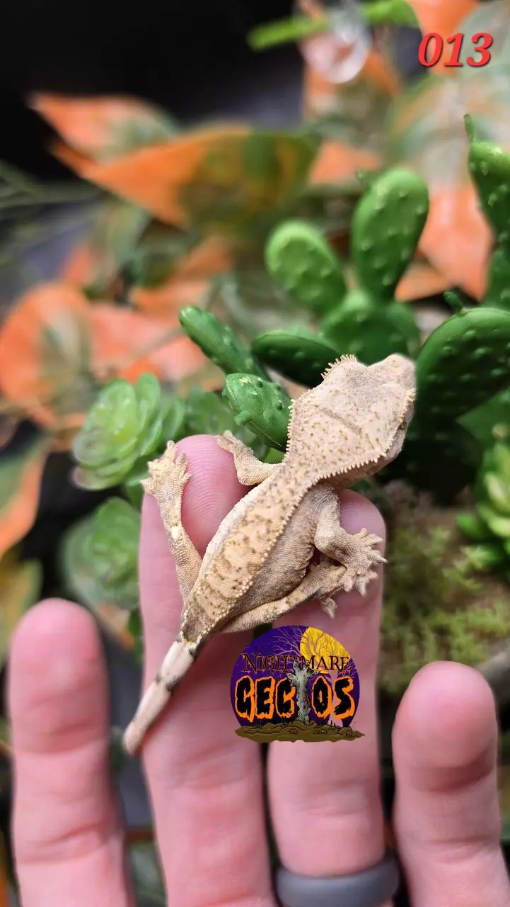 plant/013. Phantom Pinstripe Brindle Puff X Baba Yaga-1