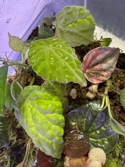 plant/Begonia Buttercup-0-thumbnail