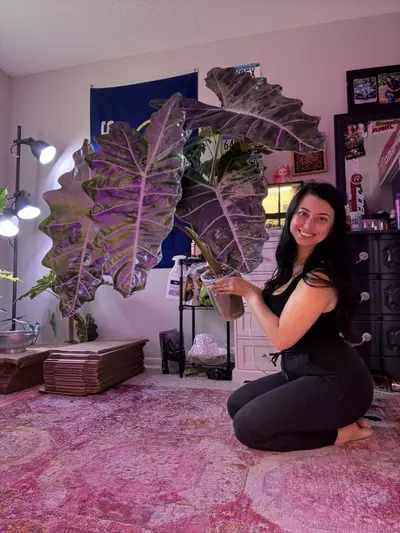 plant/✨Dashing Botanicals Dash Crack Alocasia Mixture✨-2-thumbnail