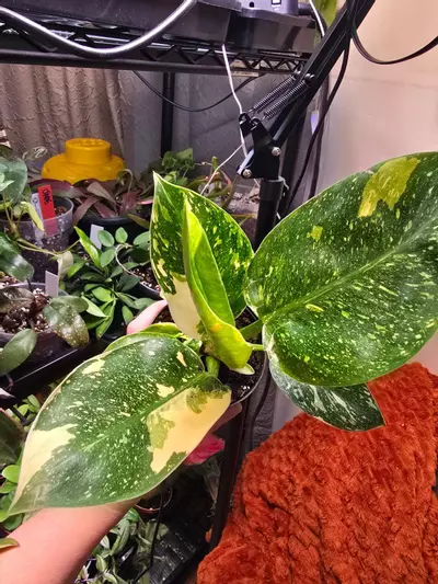 plant/Copper Flame Green Congo Philodendron 4 inch pot-2-thumbnail