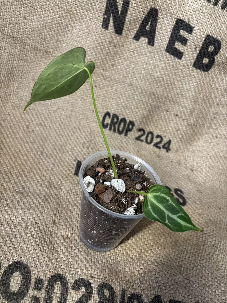 plant/Anthurium Brielle-1