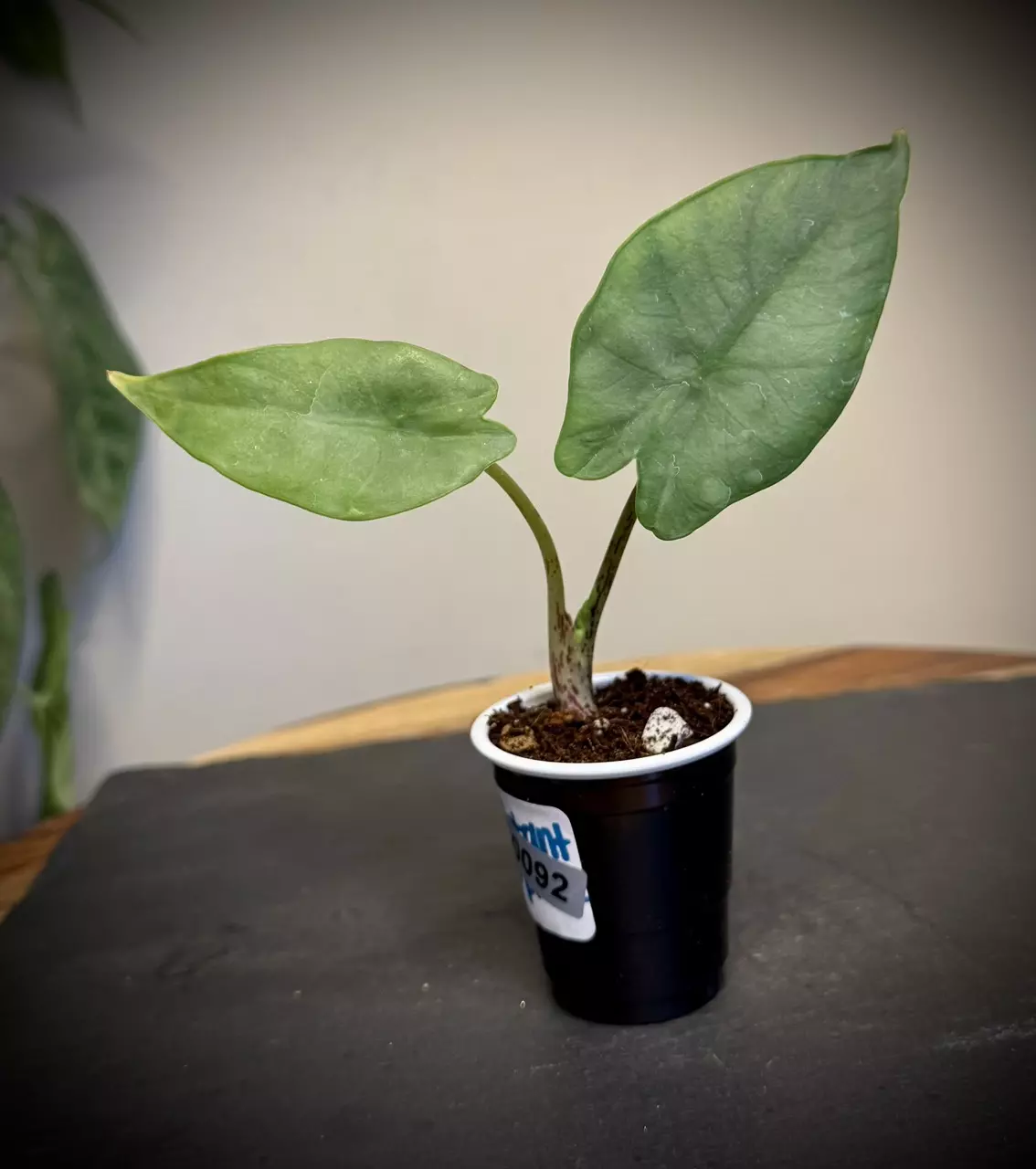 plant/Alocasia Blue Dragon-0