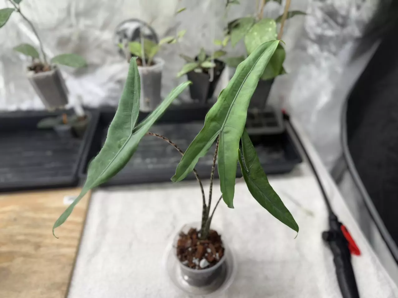 plant/Alocasia Zebrina-0