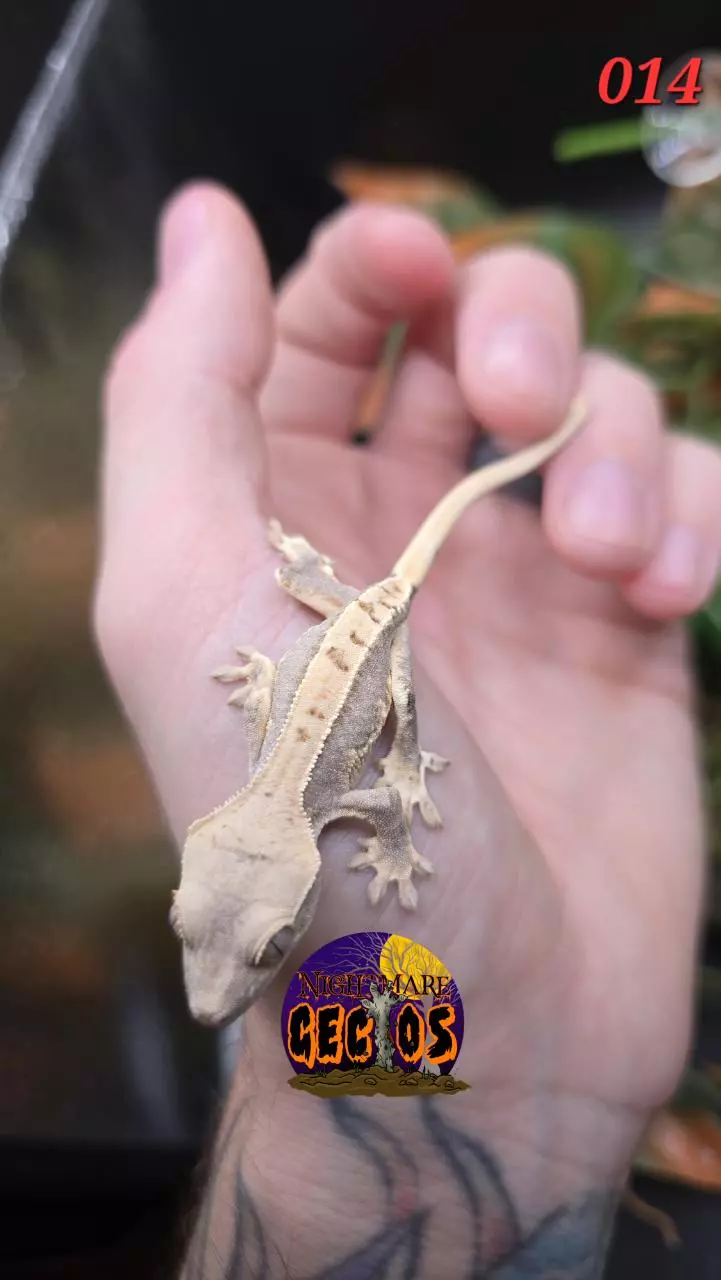 plant/014. Lilly White Puff X Baba Yaga-2