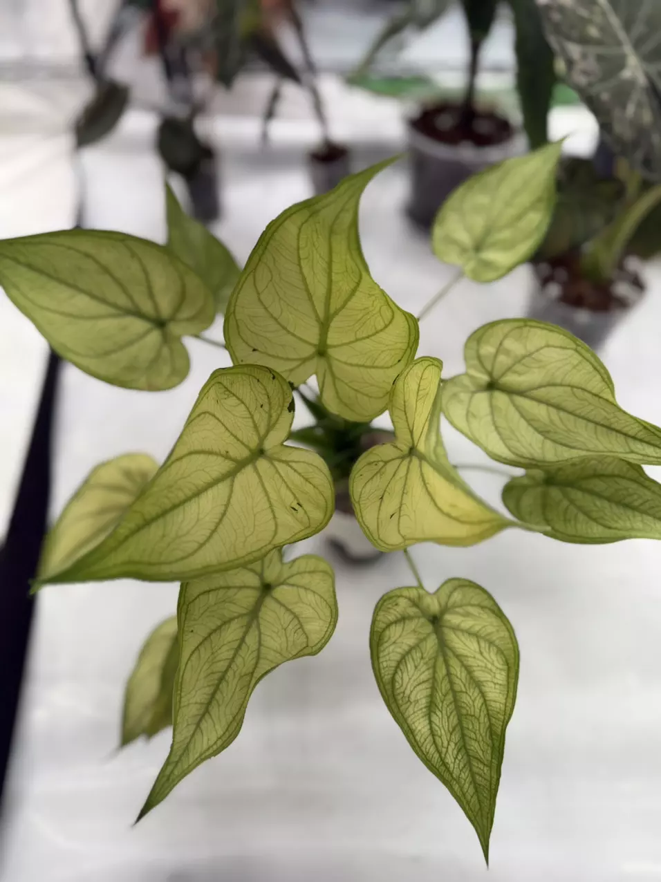 plant/Cuculatta Albo Mint Corm-0