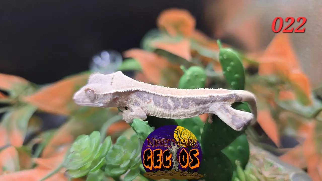 plant/022. Lilly White Empty Back Kittycat X Toadbutt-0