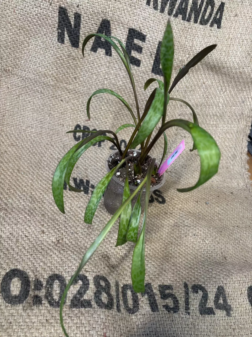 plant/Silver Squill-1