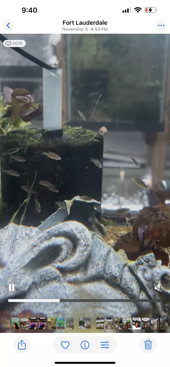 plant/Celestial pearl Danio 5 pack-0