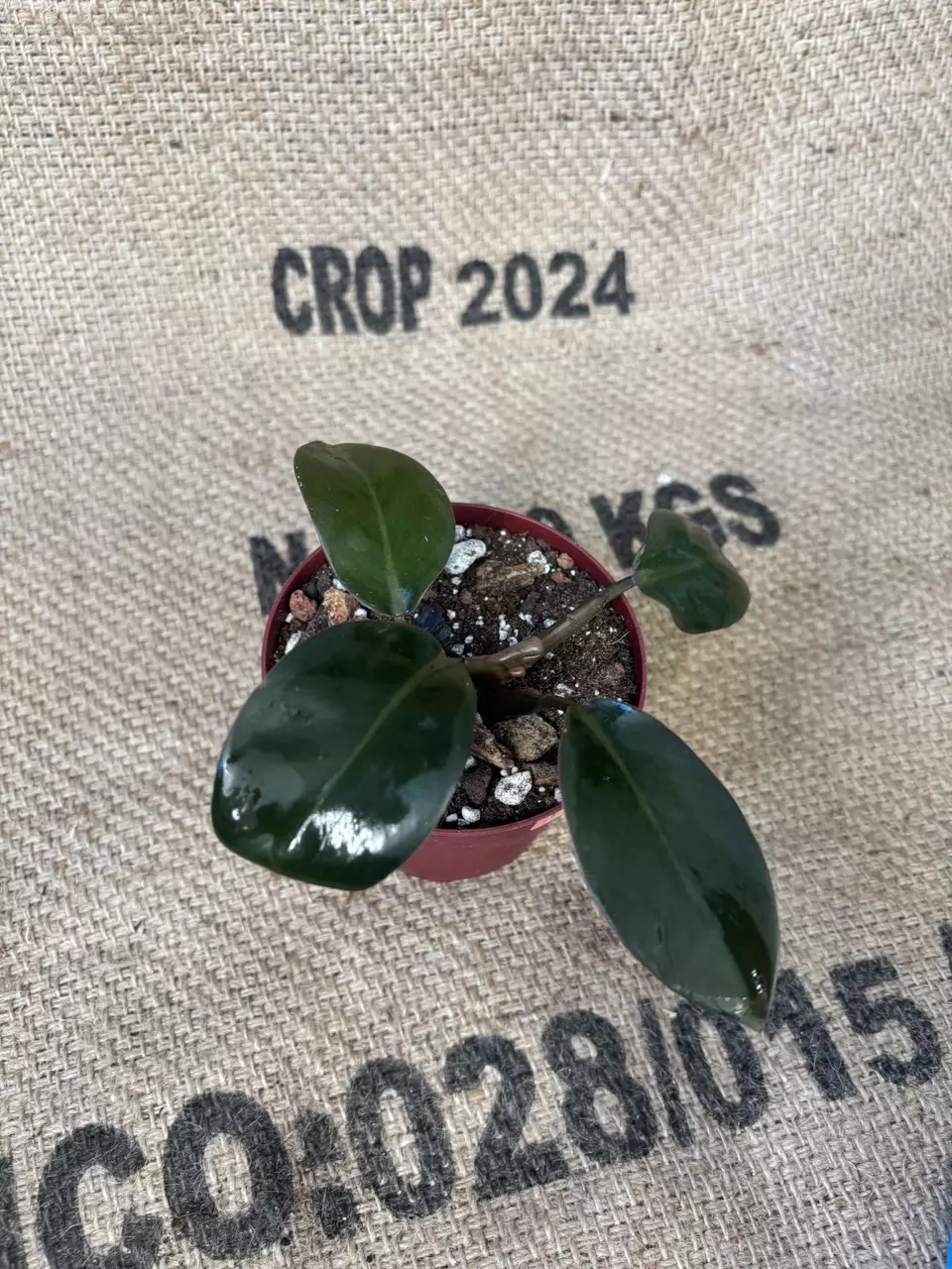 plant/Philodendron NOID-2