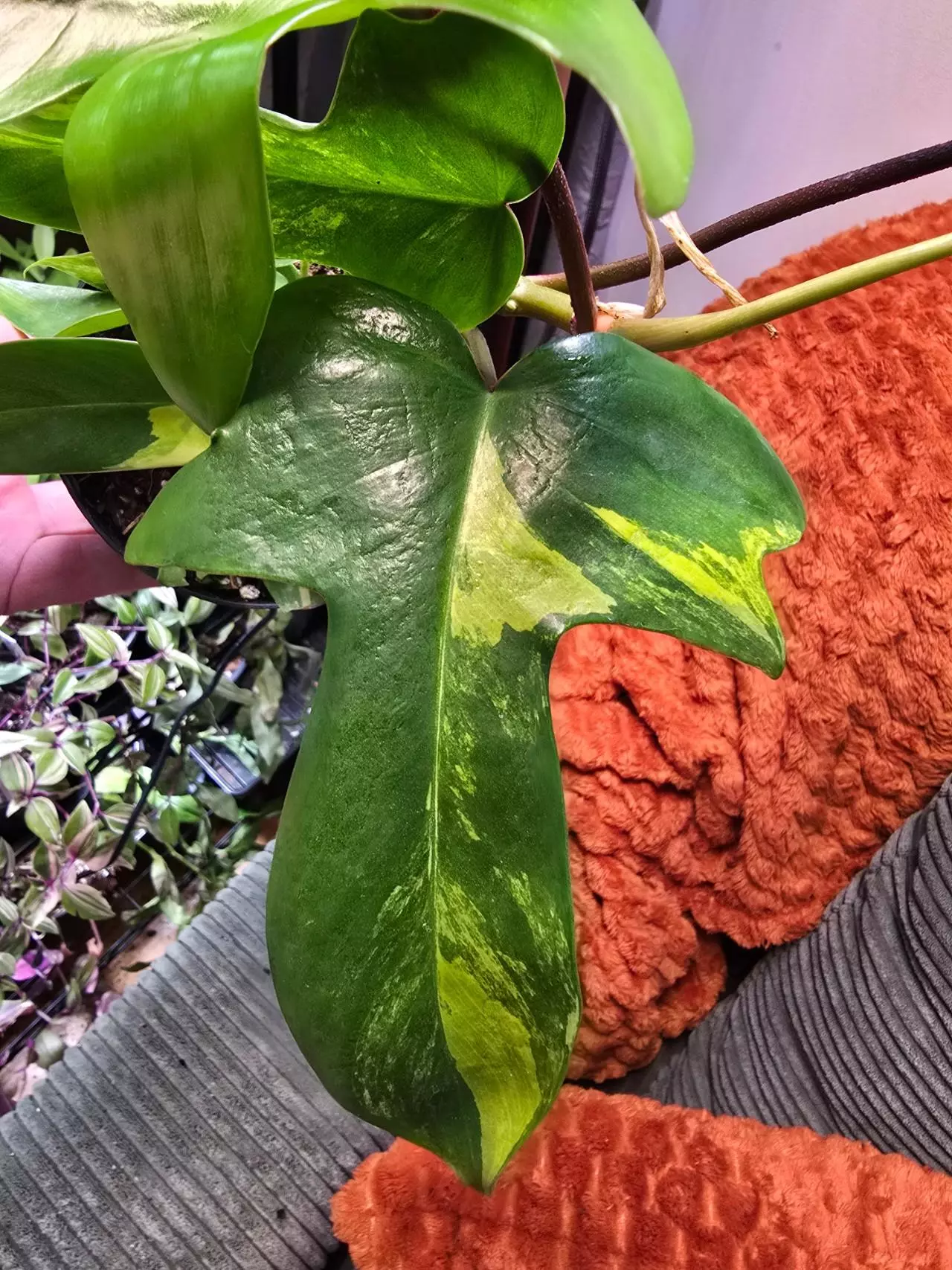 plant/Florida Beauty "Sunrise" Philodendron 4 inch pot-0