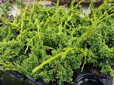 plant/Kishu Juniper in a 4" pot ( growers choice)-1-thumbnail