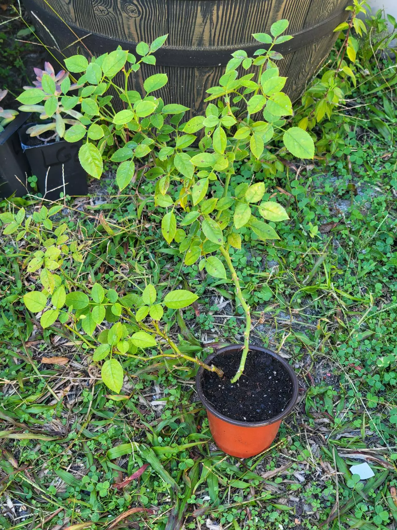 plant/Pink Mini Rose Bush plant B 4" pot-1