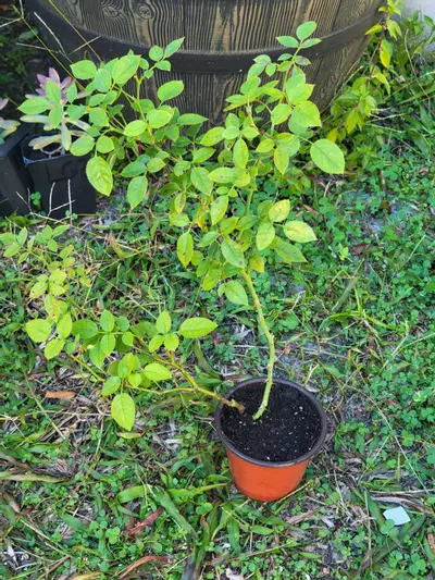 plant/Pink Mini Rose Bush plant B 4" pot-1-thumbnail