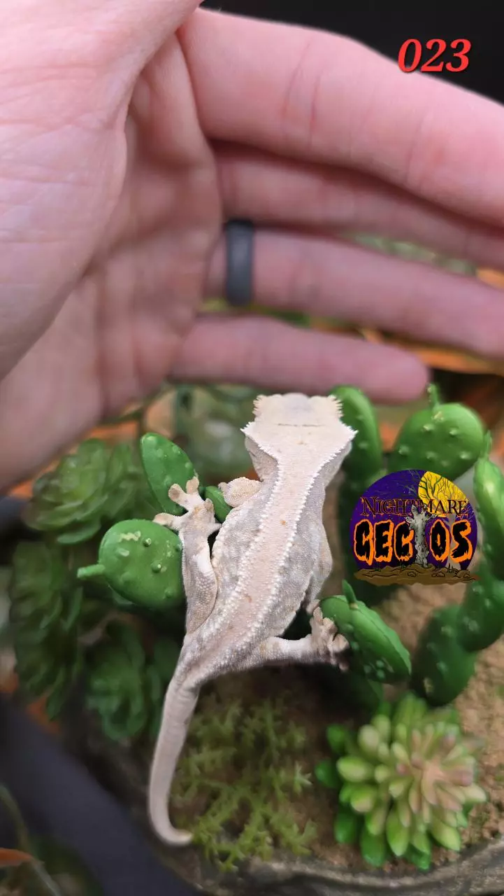 plant/024. LILLY White lavender Base OG X ToadButt-1