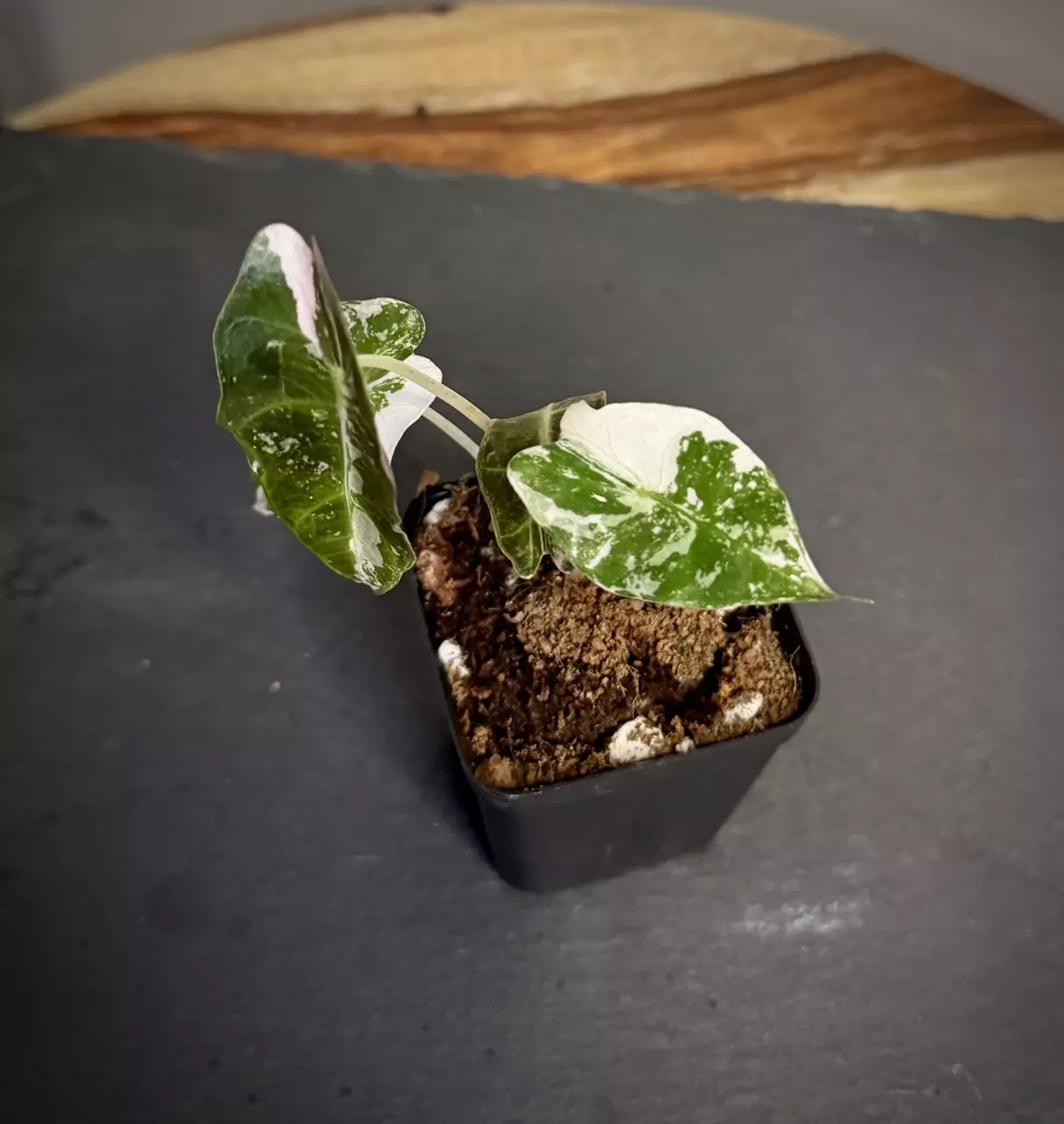 plant/Alocasia Amazonica Pink Polly-2