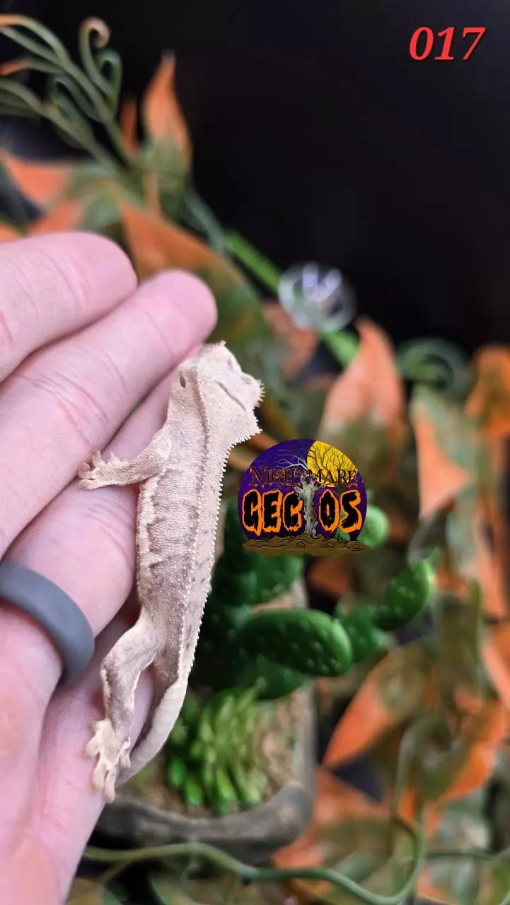 plant/017 Phantom lilly white Banshee X Puff-2