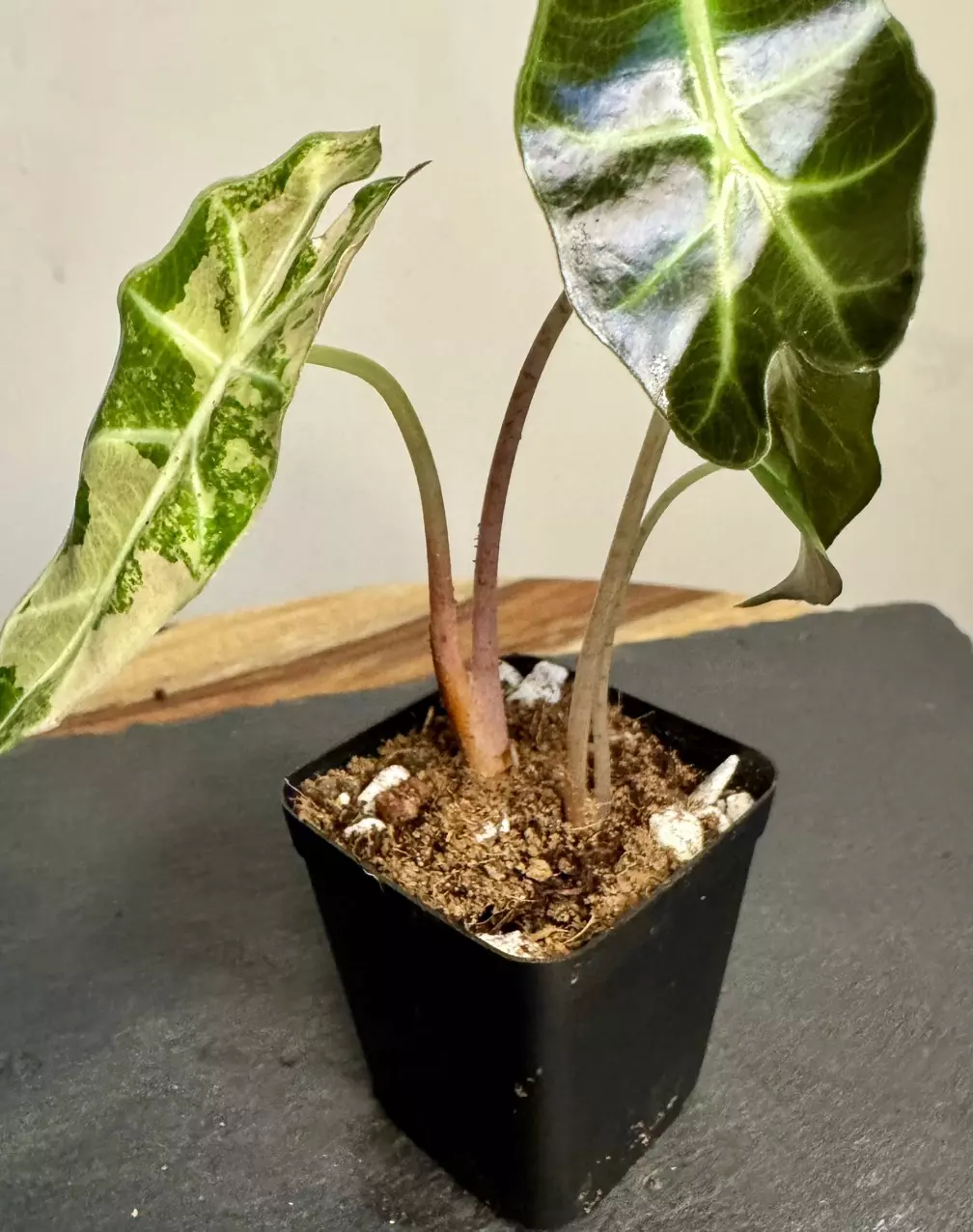 plant/Alocasia Amazonica Pink Polly - 2 in pot-3