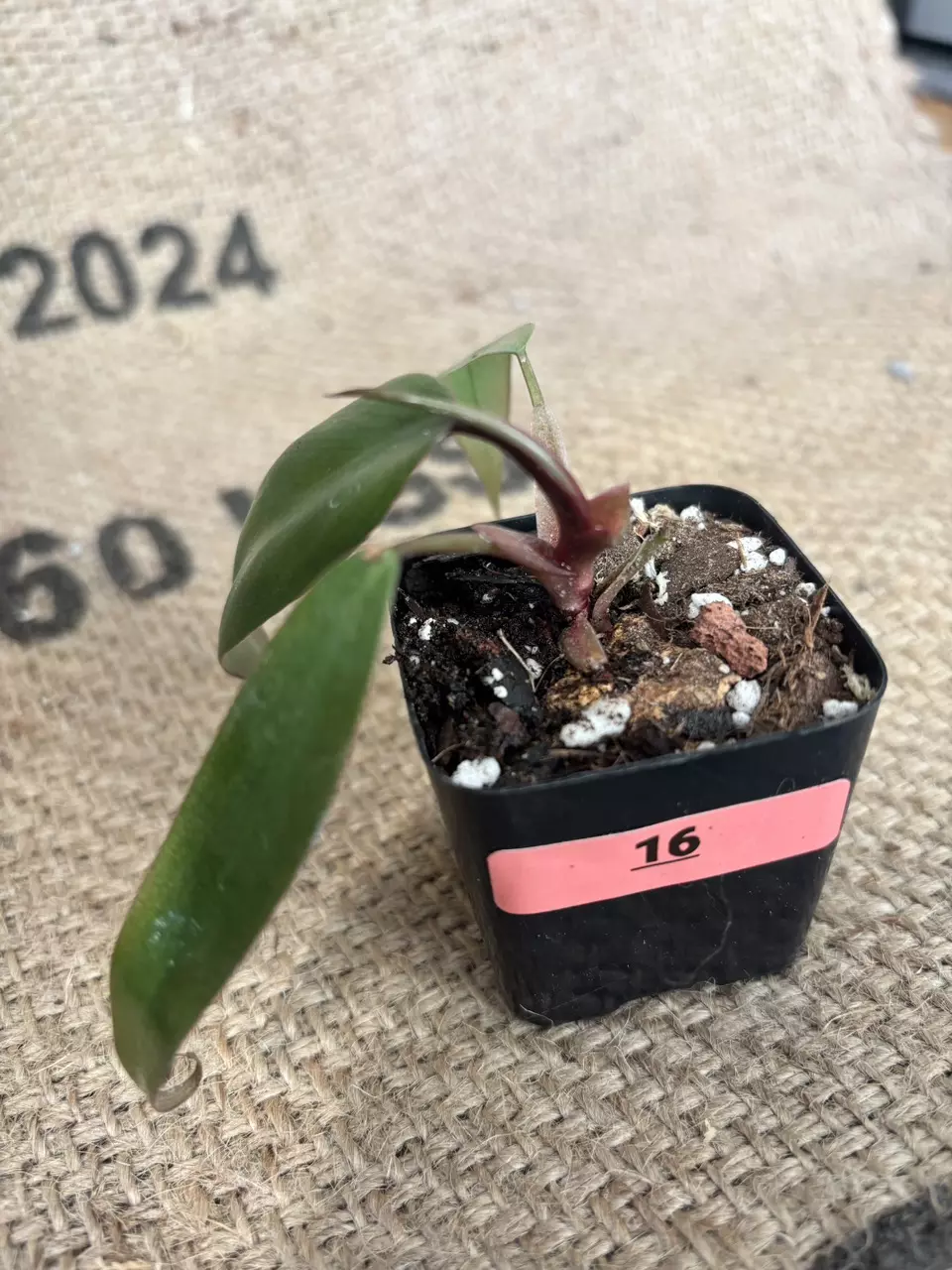 plant/Philodendron NOID-2