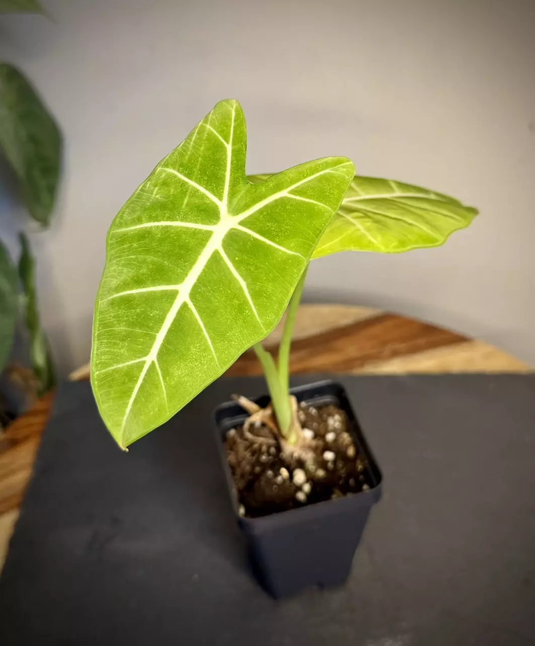 plant/Alocasia Frydek - High Color-0