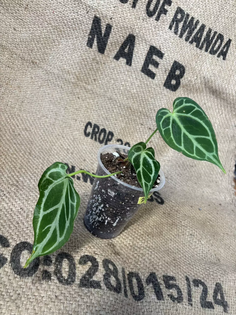 plant/Anthurium Brielle-2