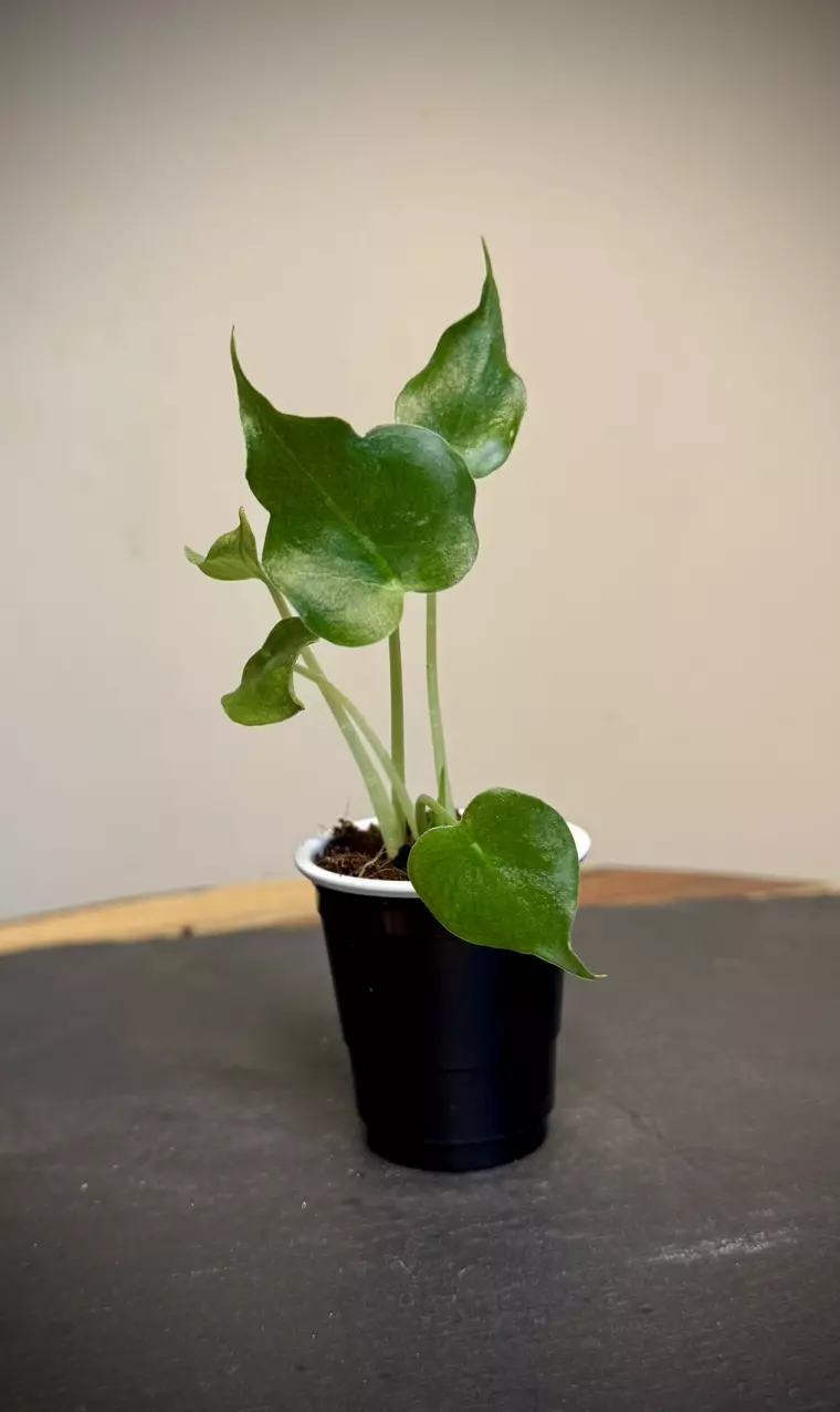 plant/Alocasia London Eye-0