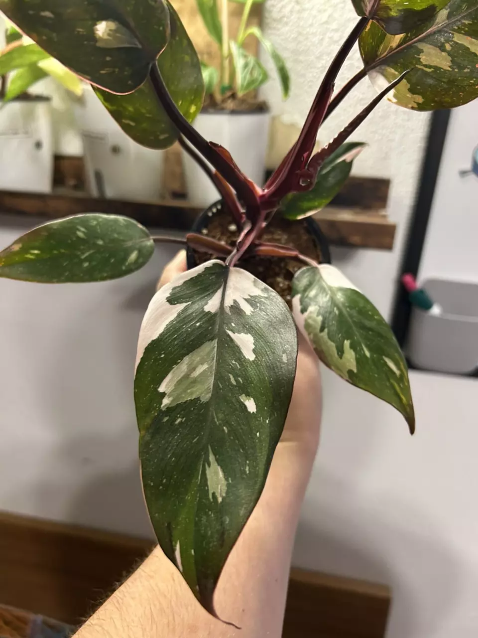plant/Philodendron Red Anderson-0