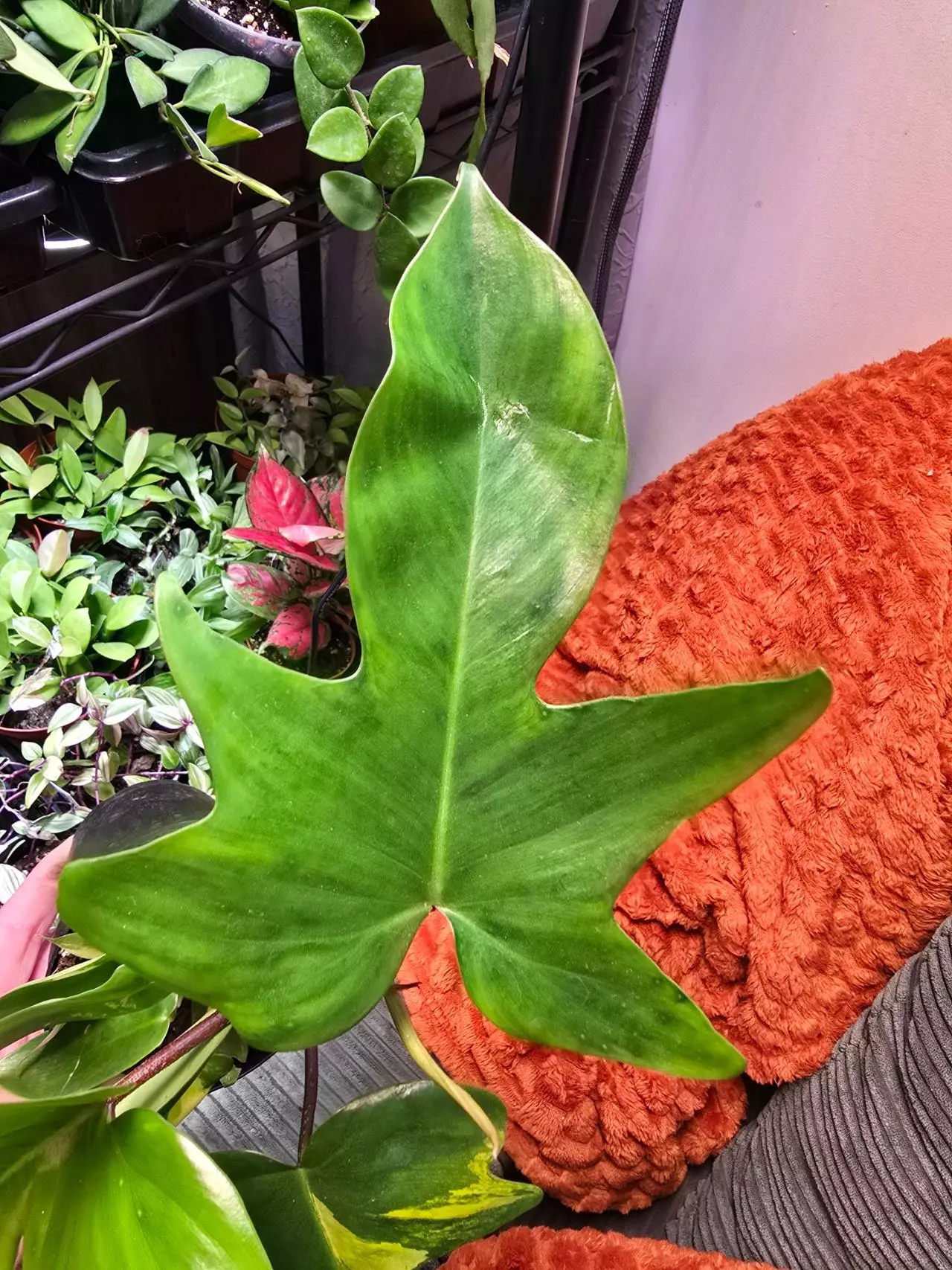 plant/Florida Beauty "Sunrise" Philodendron 4 inch pot-1