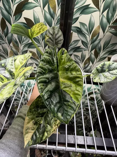 plant/Alocasia Sinuata Aurea CHUNKY Corm! Growers choice!-2-thumbnail