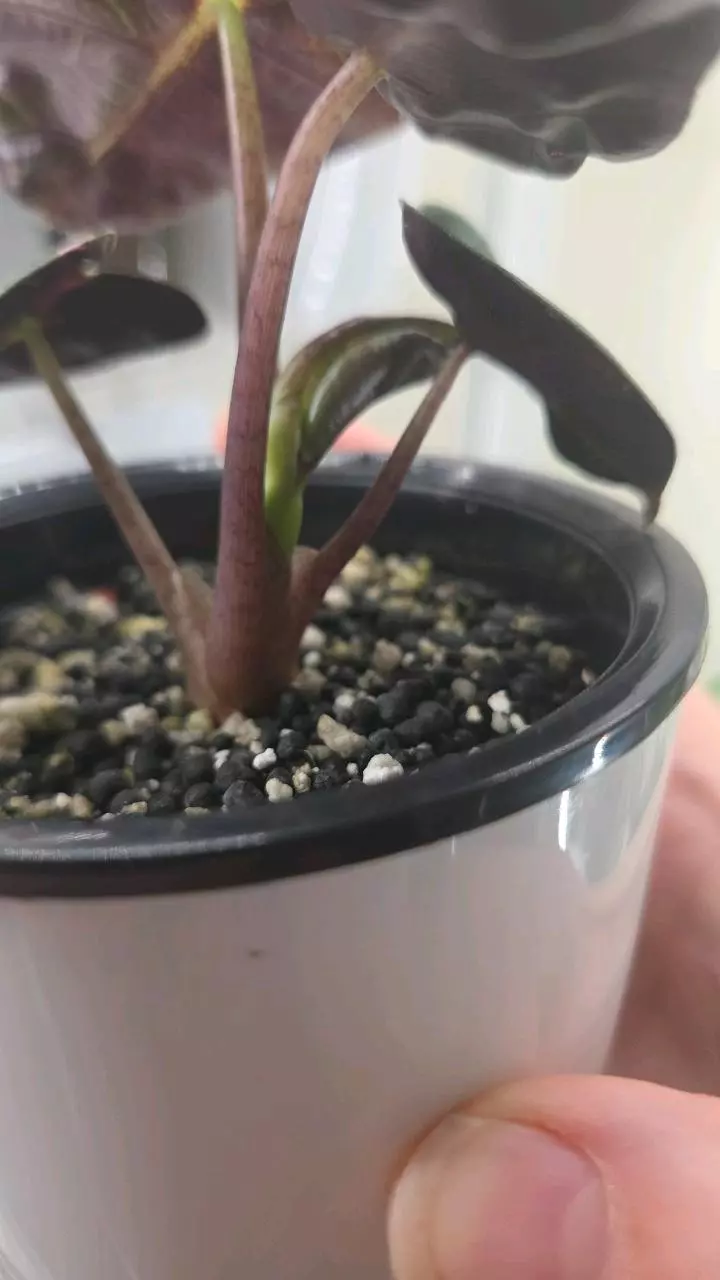 plant/Alocasia Pink Balloon Heart-2